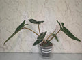 Philodendron Billietiae
