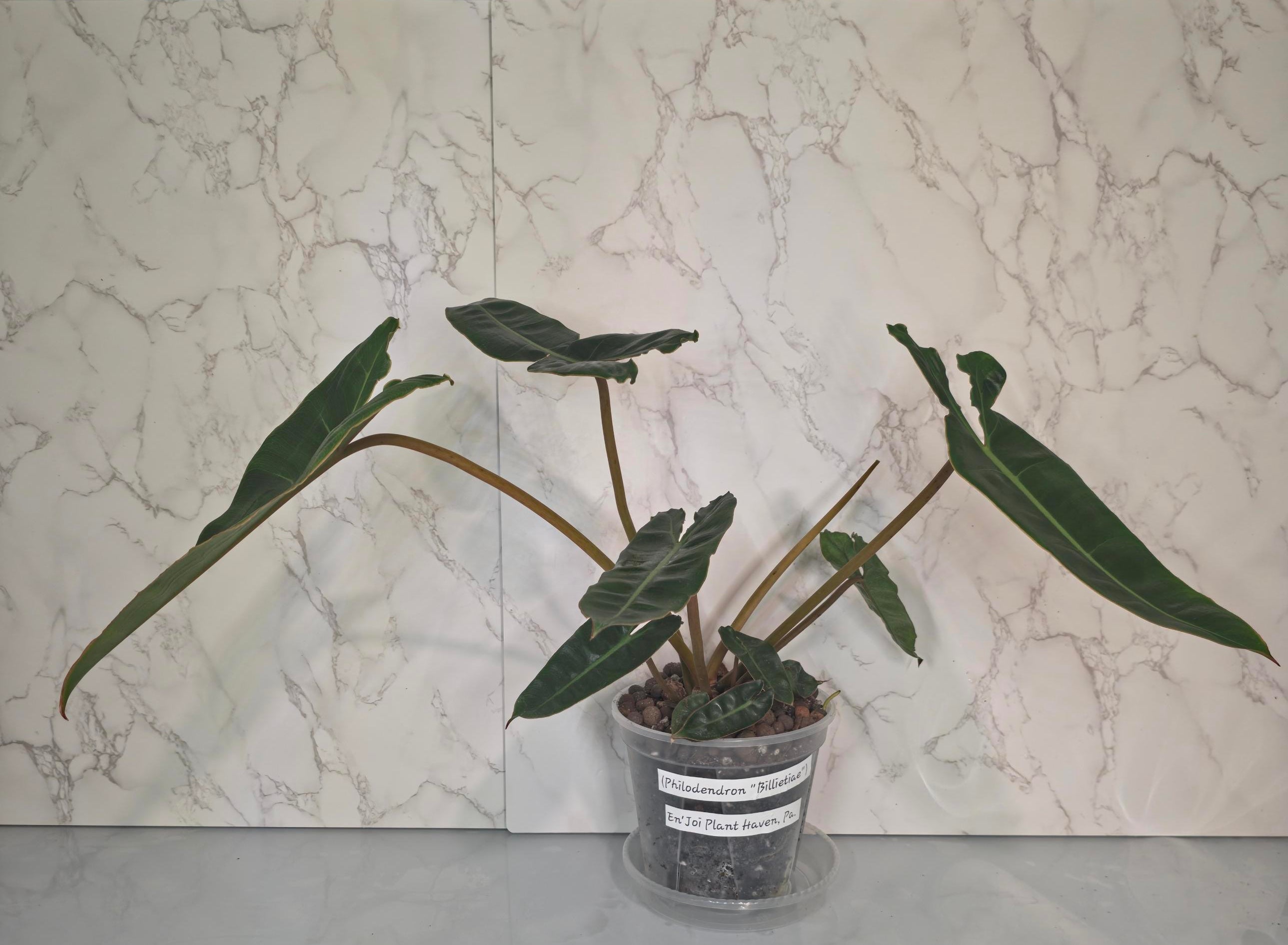 Philodendron Billietiae