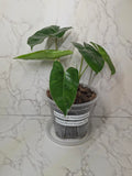 Burle Marx Philodendron