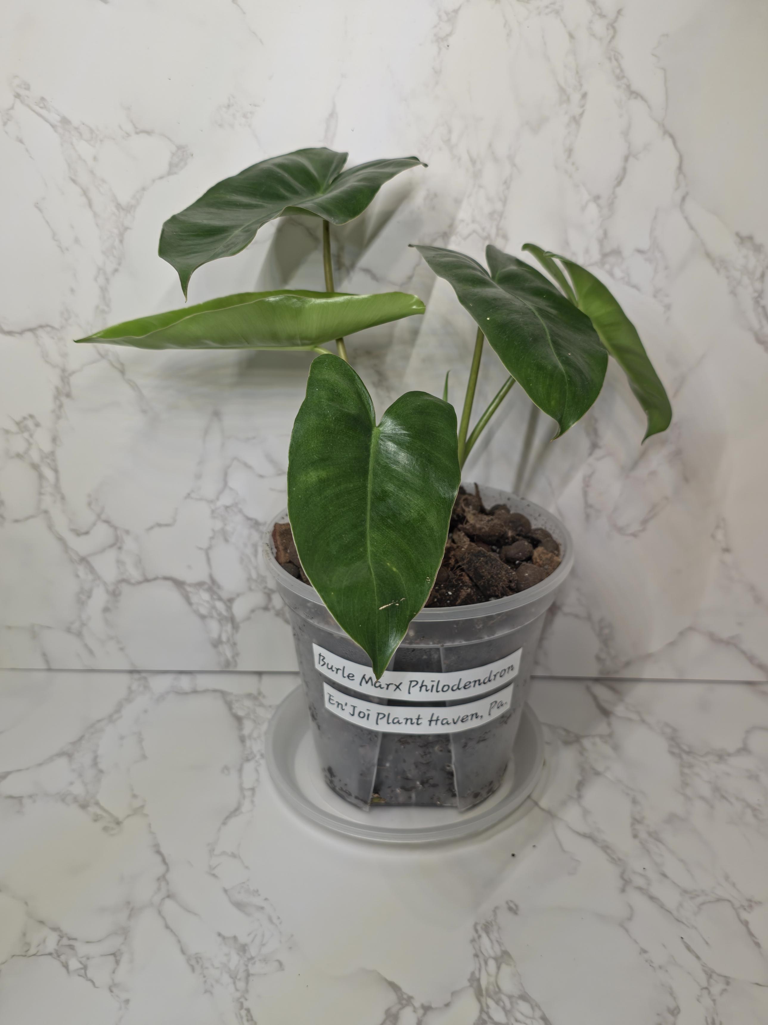 Burle Marx Philodendron