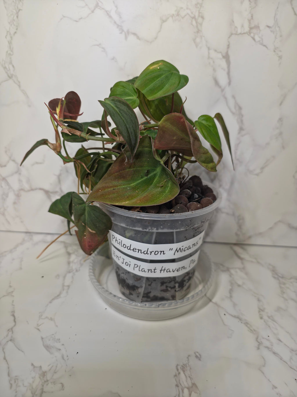 Philodendron Micans (velvet-leaf philodendron)