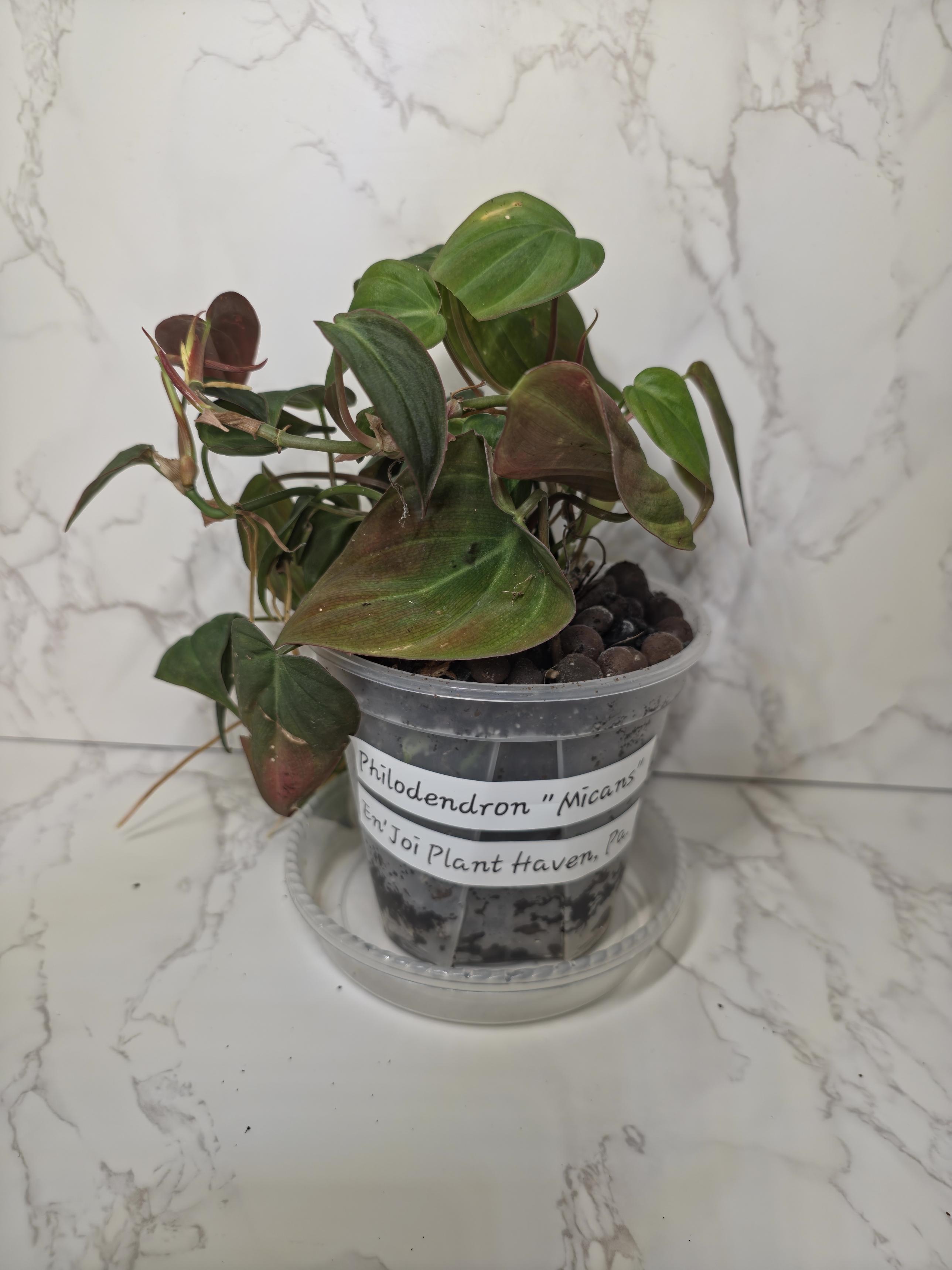 Philodendron Micans (velvet-leaf philodendron)