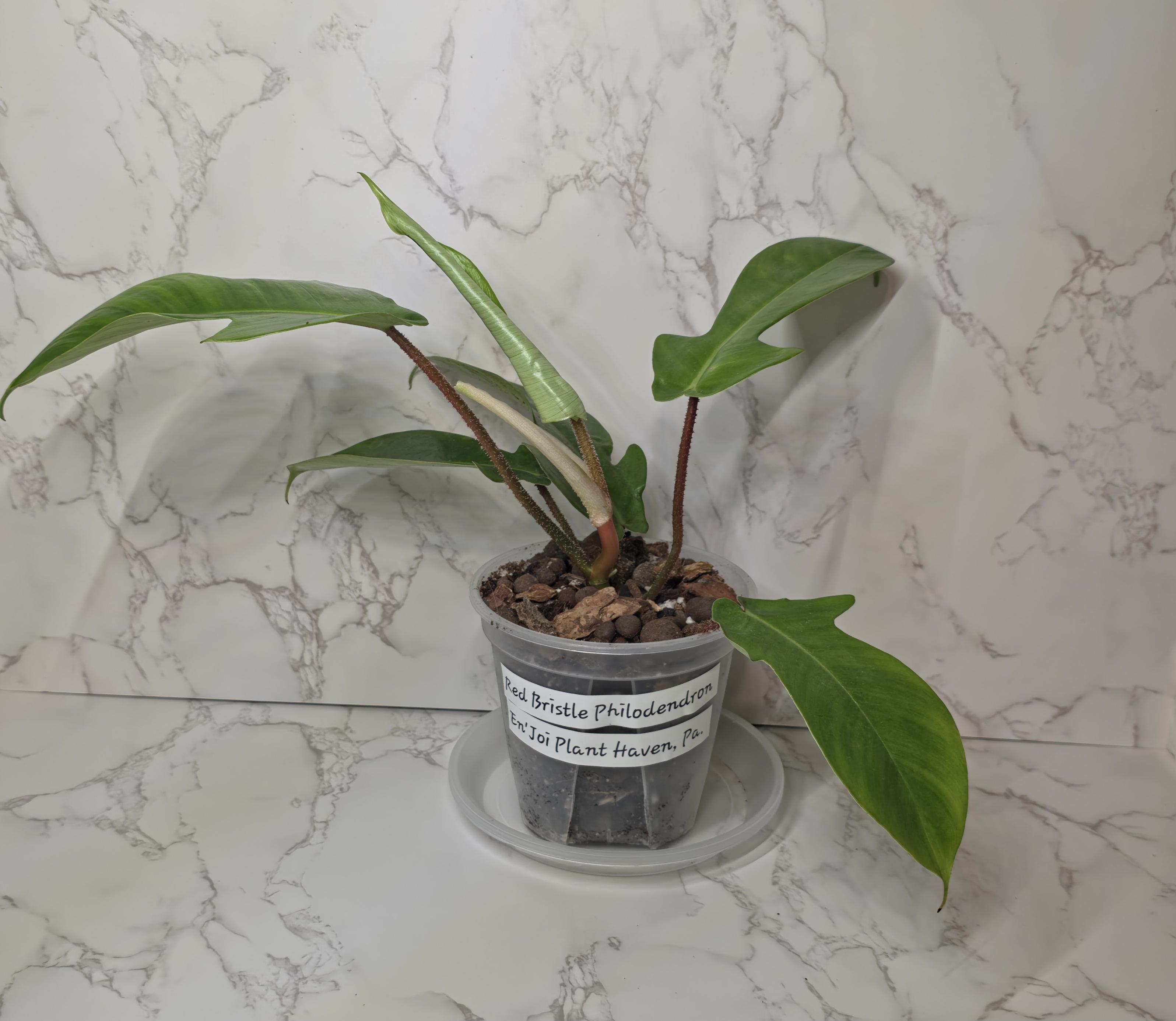Red Bristle Philodendron