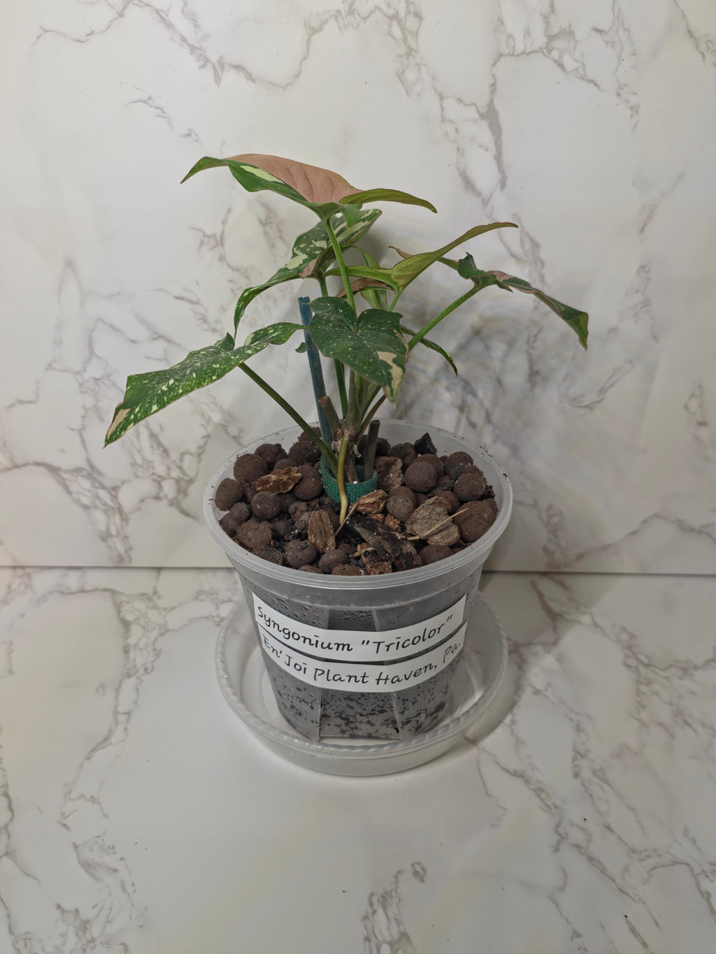 Syngonium Tricolor
