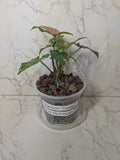 Syngonium Tricolor