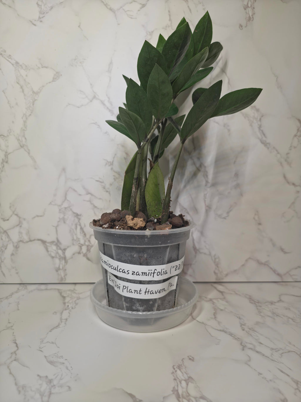 Green ZZ Plant (Zamioculcas zamiifolia)