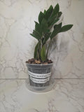 Green ZZ Plant (Zamioculcas zamiifolia)