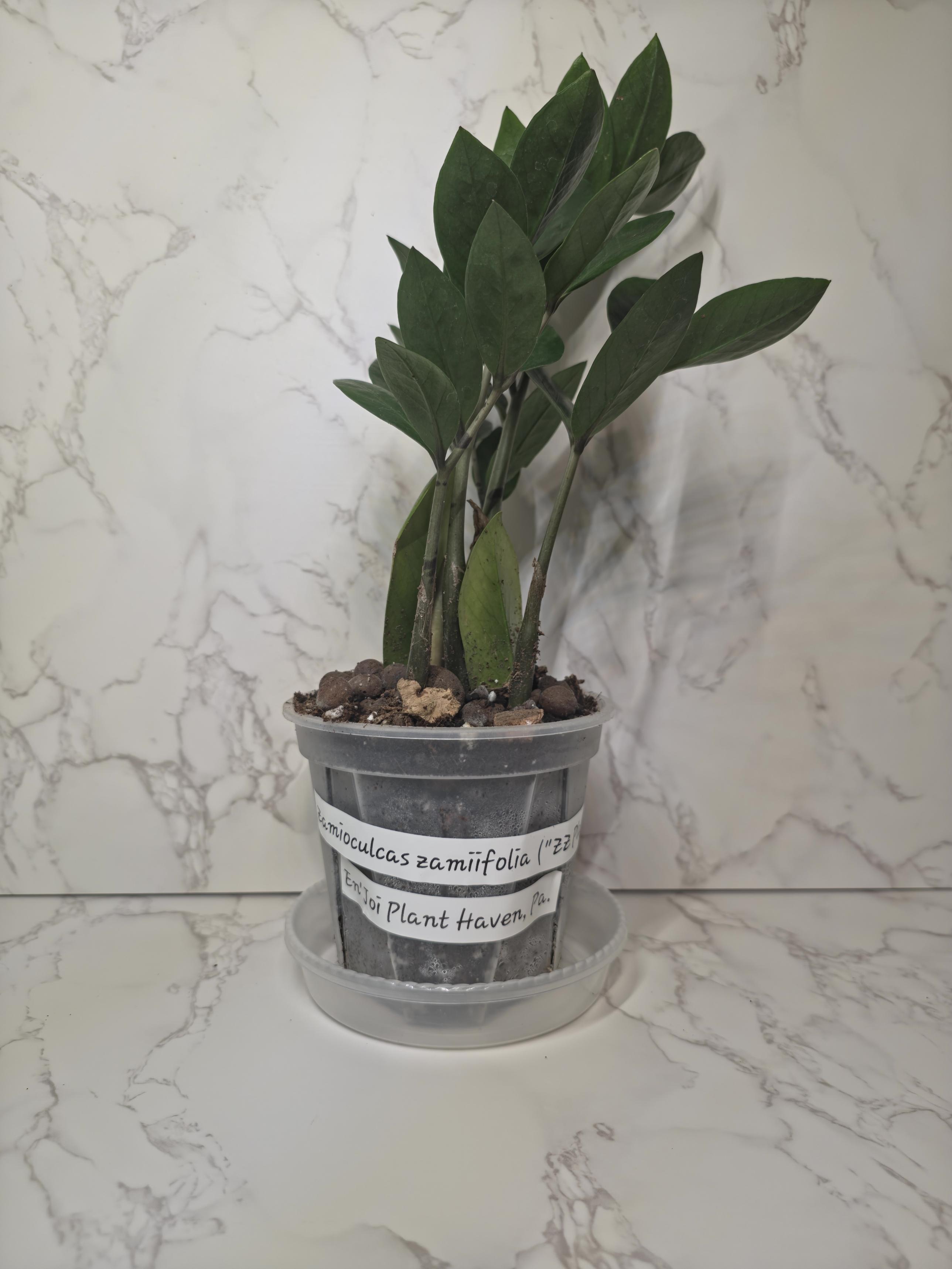 Green ZZ Plant (Zamioculcas zamiifolia)