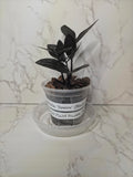 The Raven ZZ (Zamioculcas zamiifolia 'Dowon')