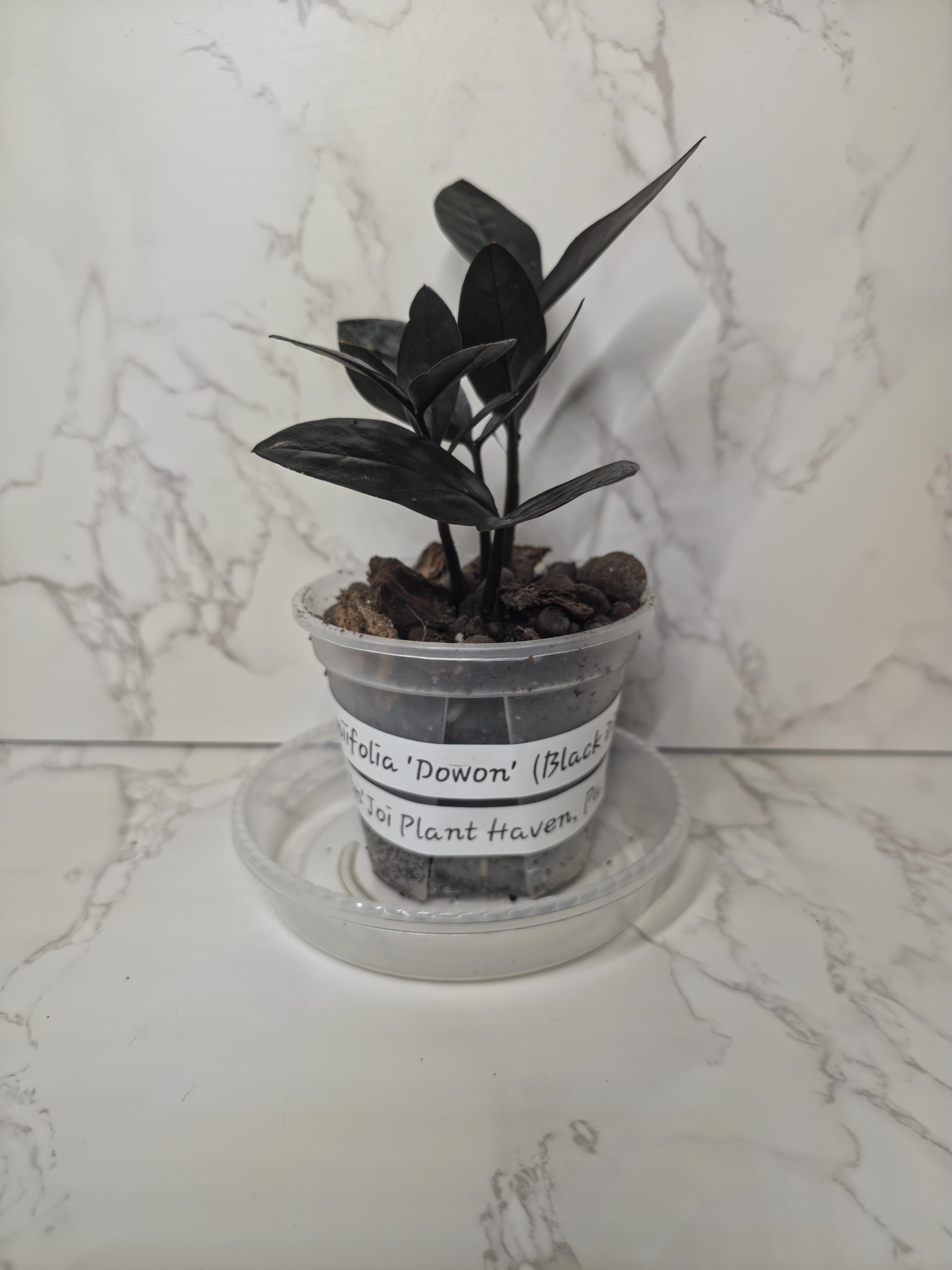 The Raven ZZ (Zamioculcas zamiifolia 'Dowon')